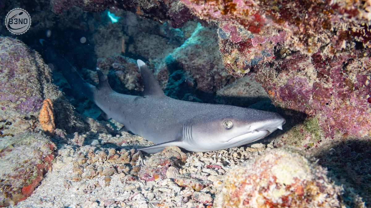 Teenager whitetip shark — Nakari 2026, Underwater
