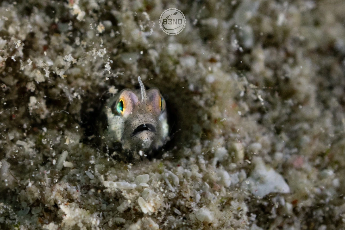 Unicorn Blenny — Nakari 2026, Underwater