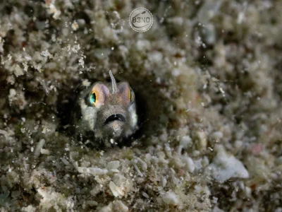 Unicorn blenny