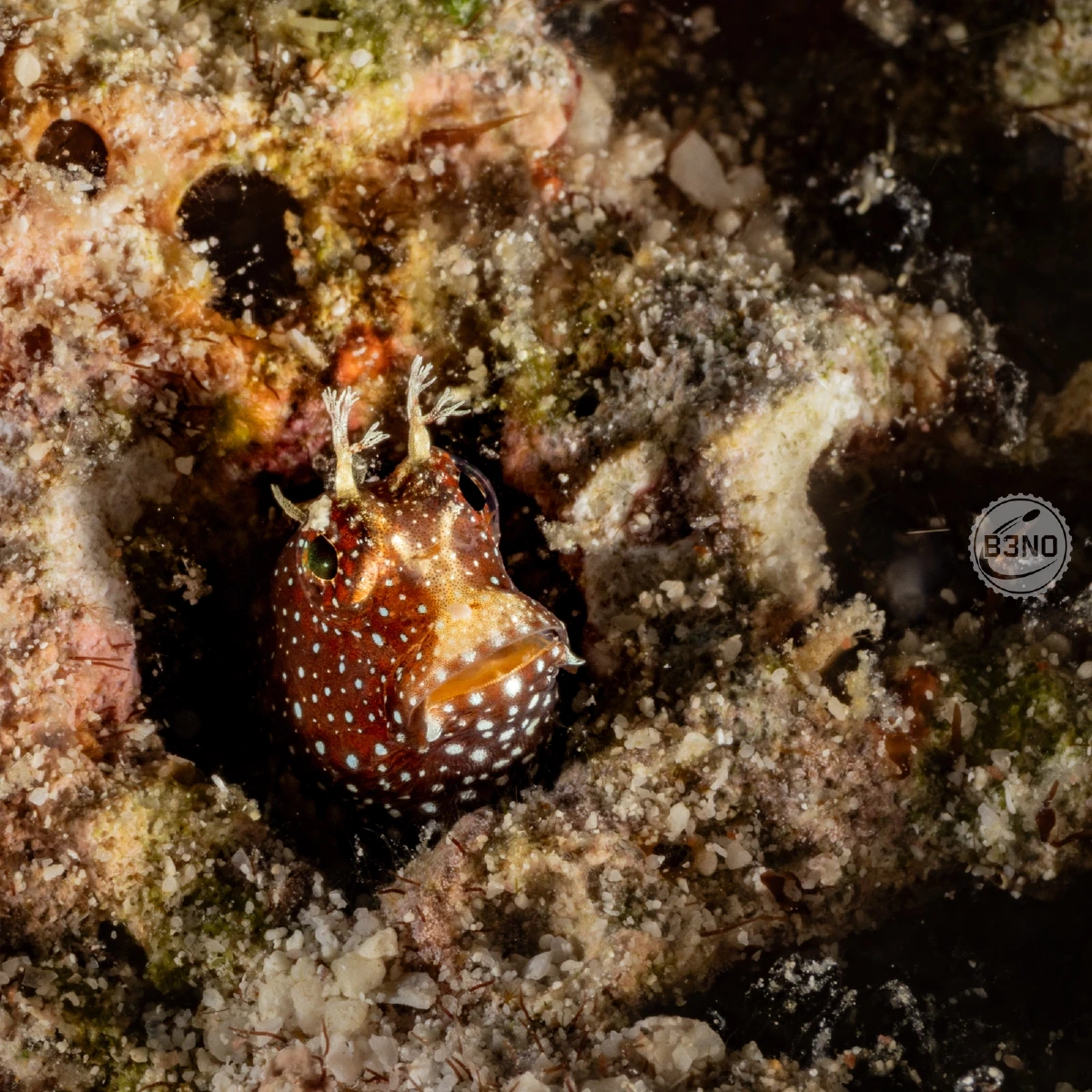 Petit blenny brun-blanc tacheté — Raja Ampat, Underwater