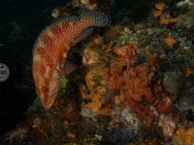 Red Sea coral grouper