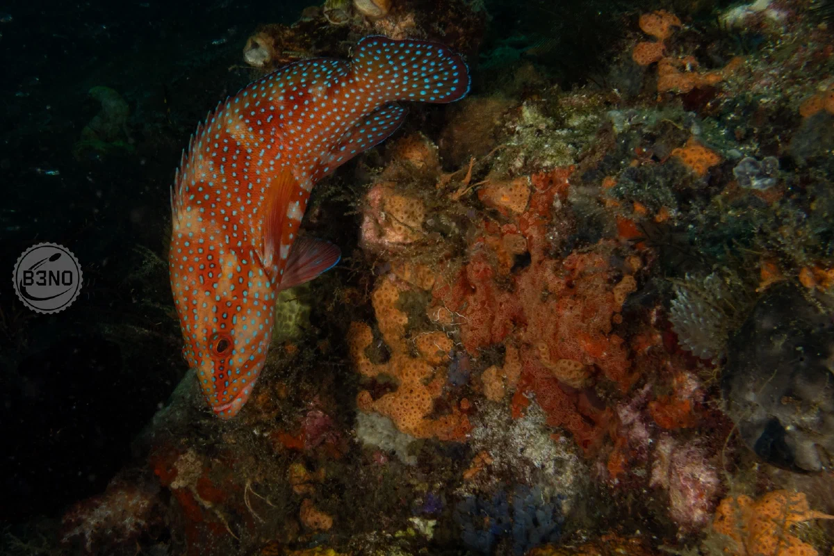 Mérou corail rouge à points bleus