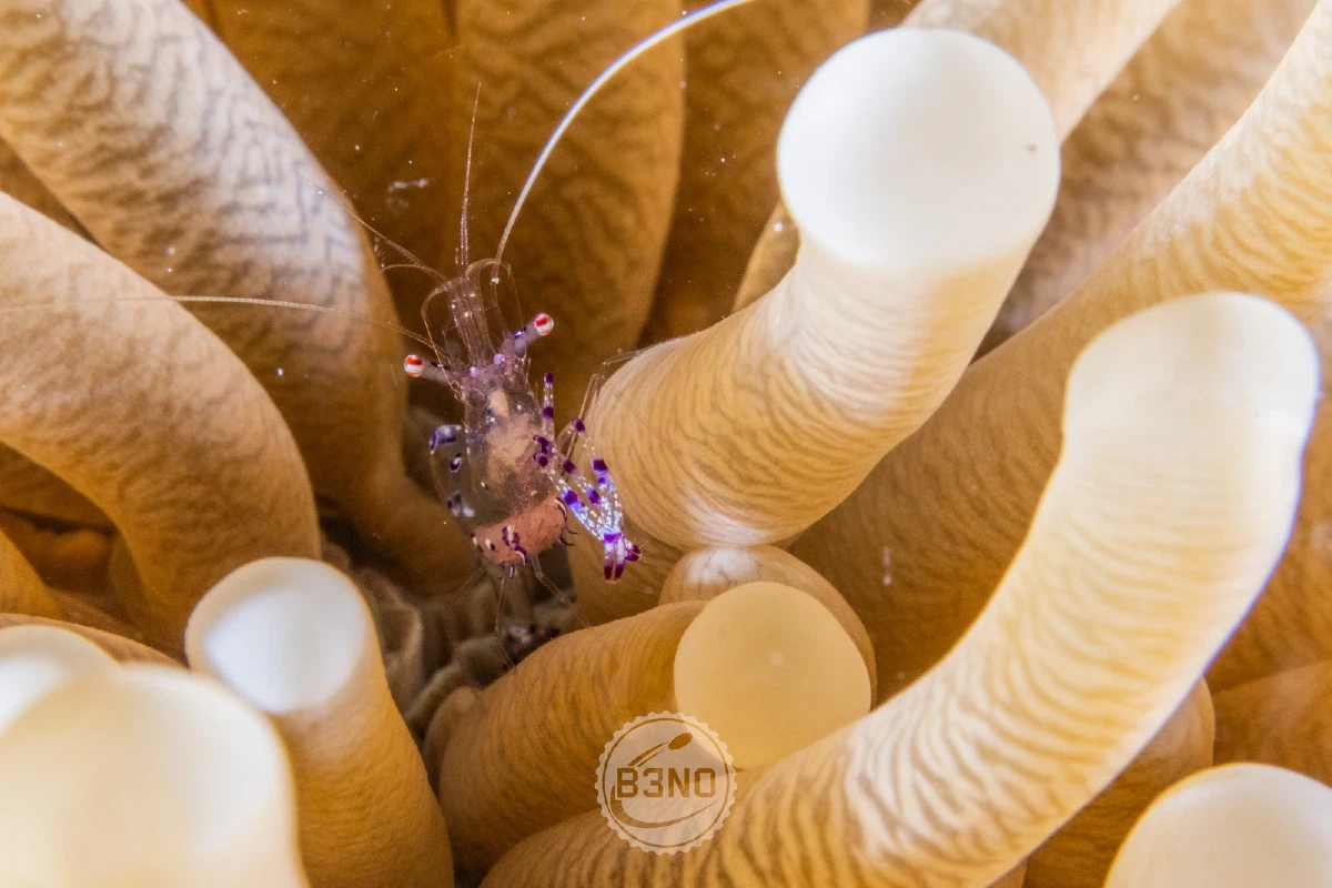 Crevette nettoyeuse dans une anémone — Raja Ampat, Underwater