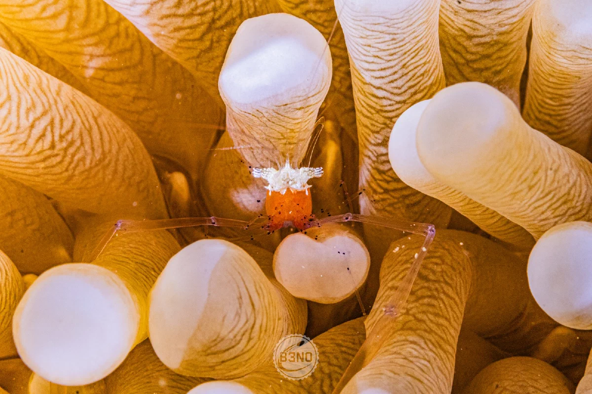 Petite crevette orange dans une anémone