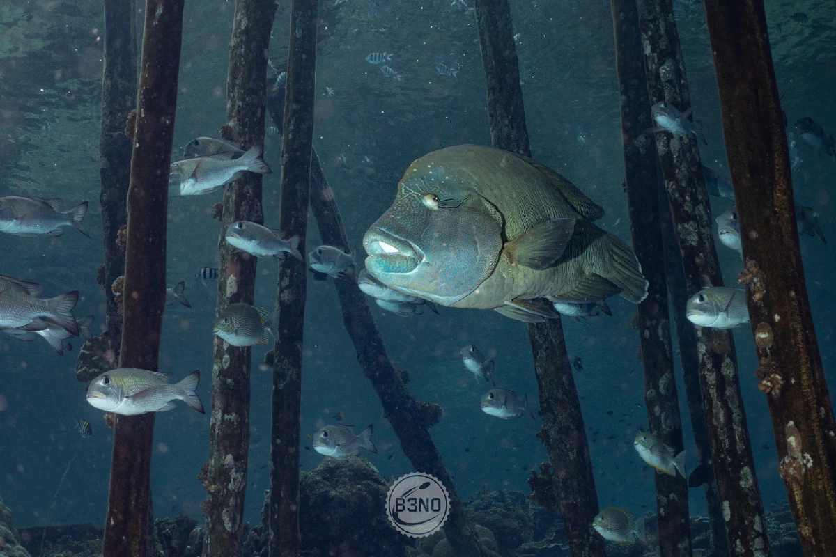 Napoléon sous un ponton — Raja Ampat, Underwater