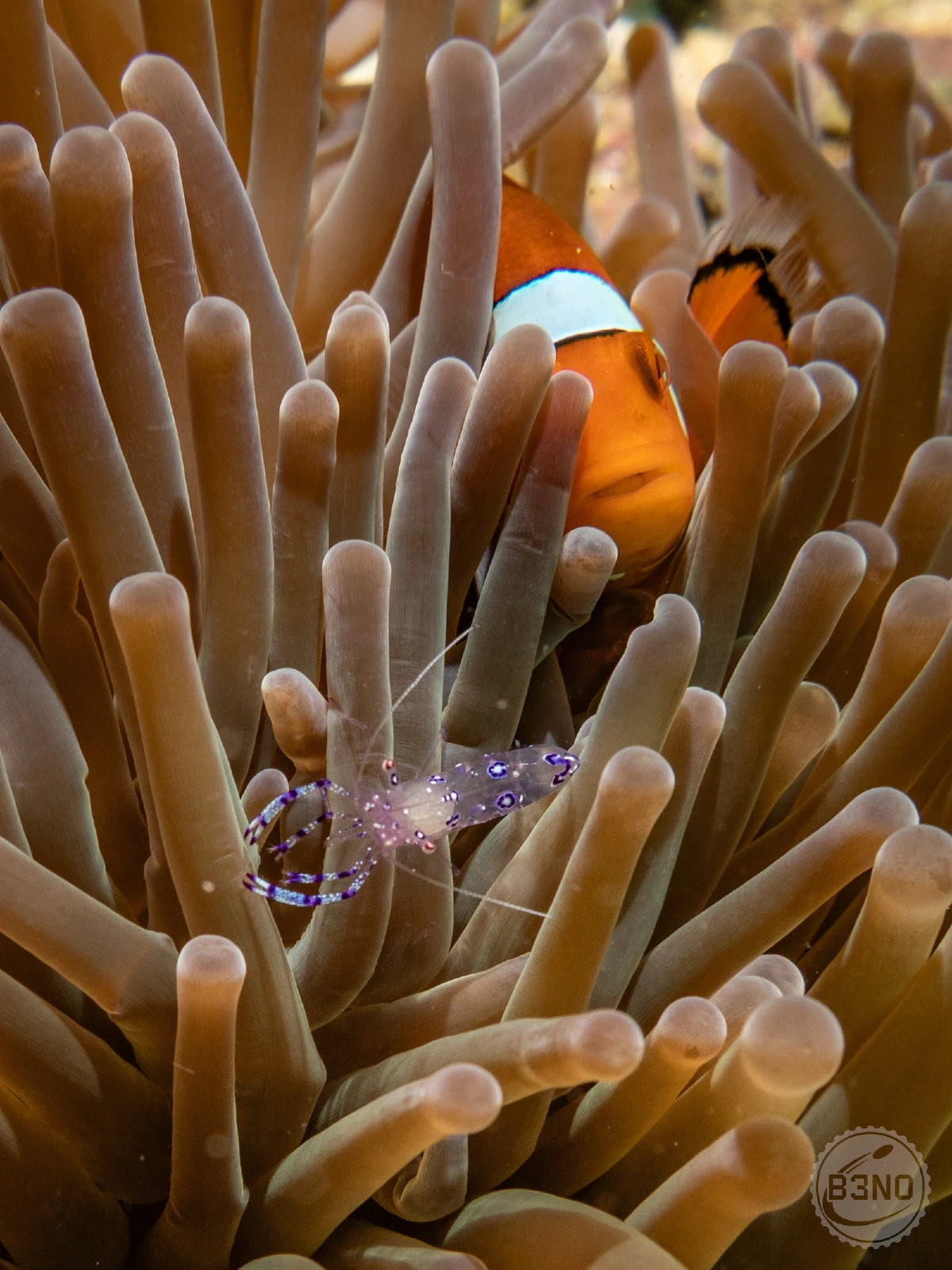 Poisson-clown et crevette nettoyeuse — Raja Ampat, Underwater