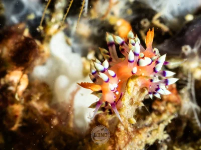 Nudibranch