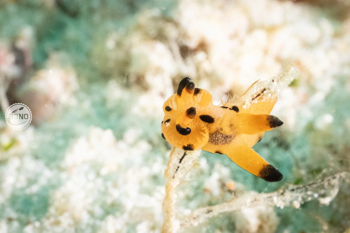 Nudibranche pikachu jaune et noir — Raja Ampat, Underwater
