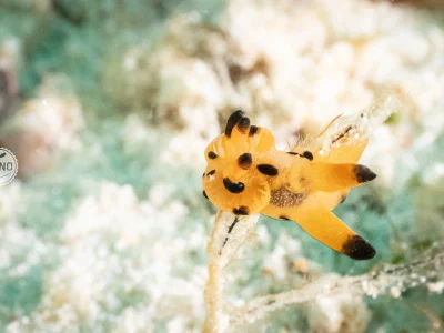 Nudibranch