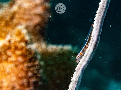 Wire coral goby
