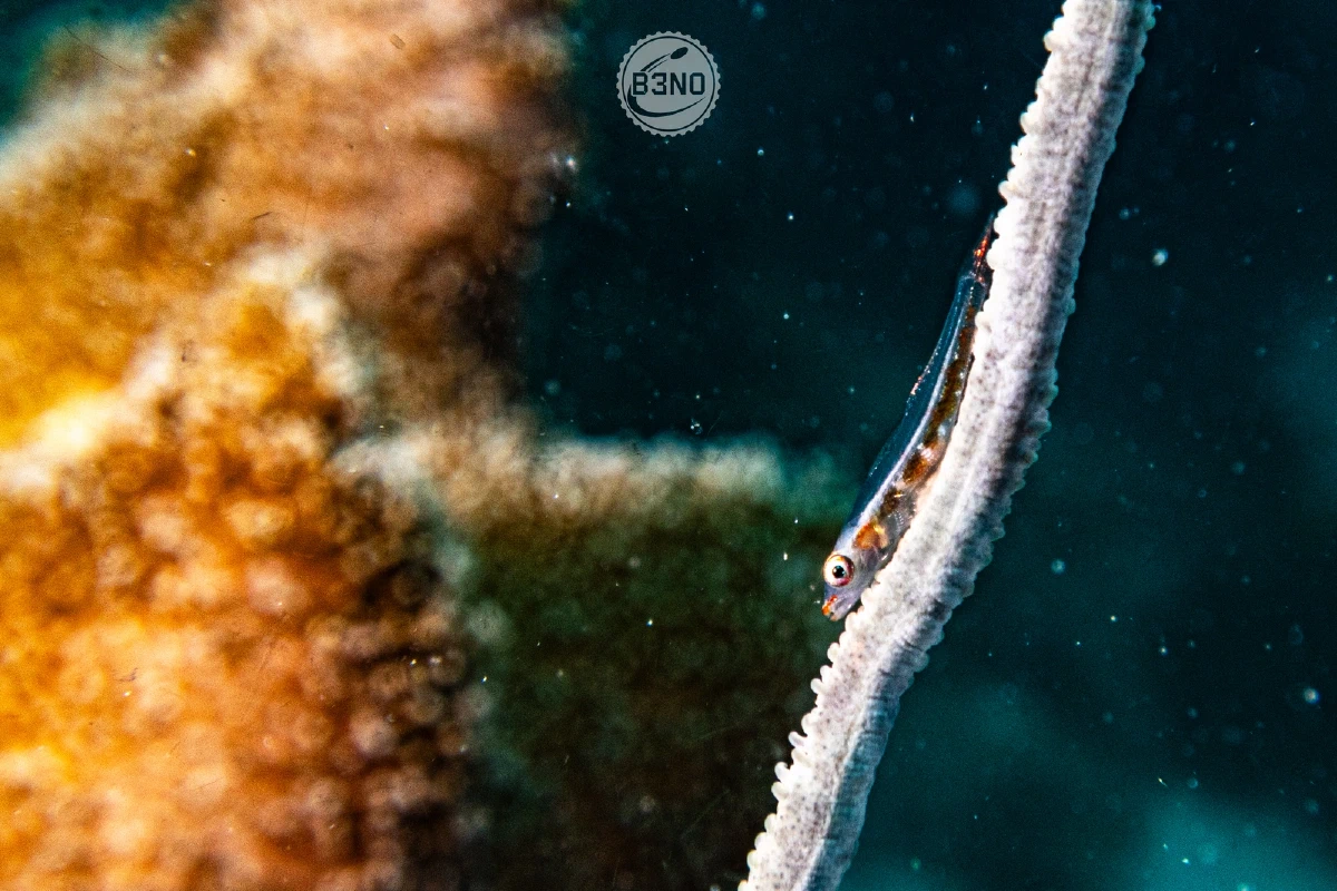 Gobie des coraux fils-de-fer — Raja Ampat, Underwater
