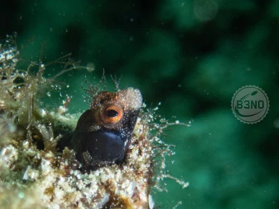 blenny-a-la-paz.webp