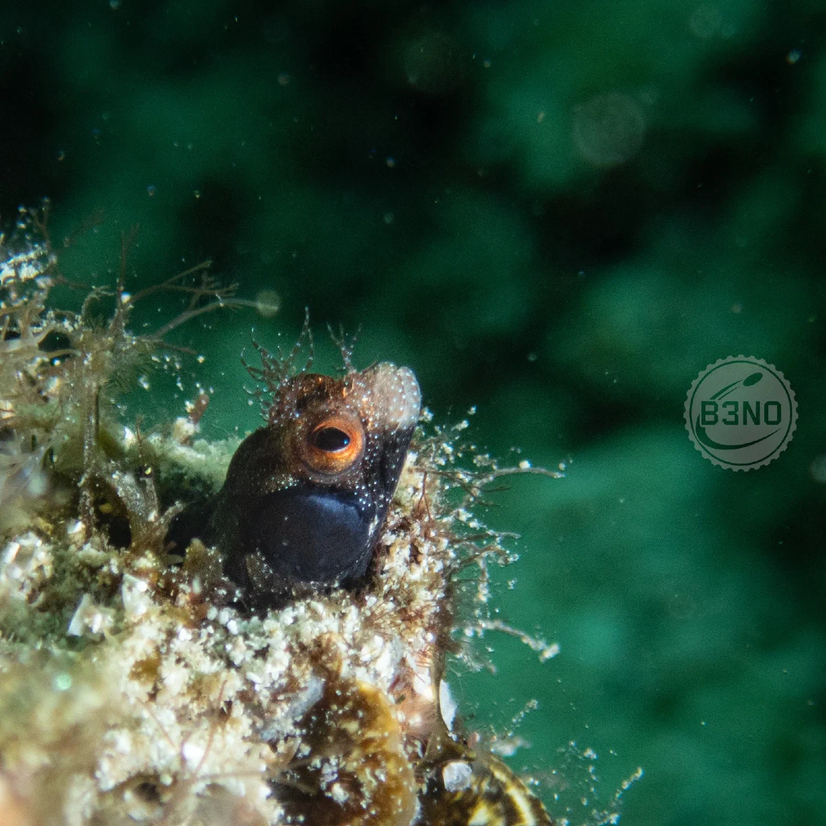 Blenny a la paz