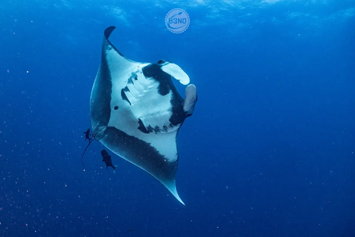 Lovely manta