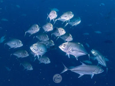Bigeye trevally
