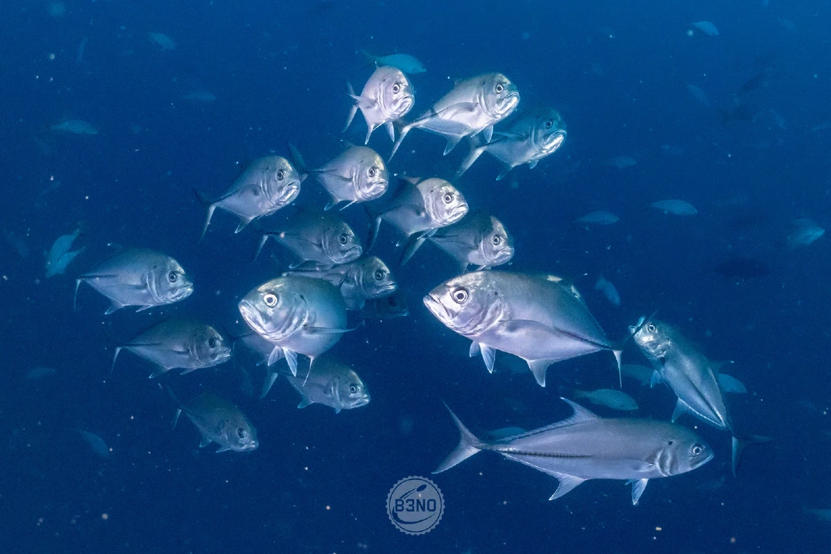 Banc de carangues gros-yeux — Socorro, Underwater