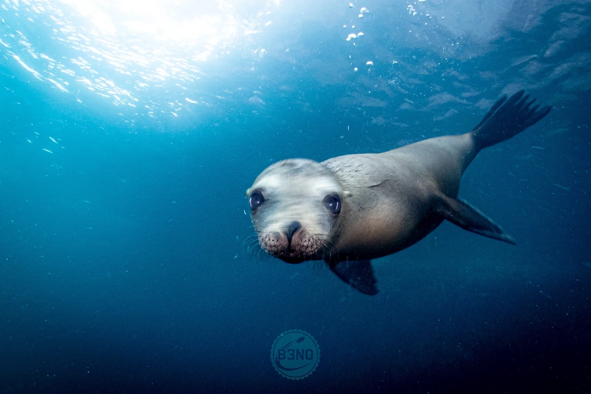 Lion de mer face caméra — Socorro, Underwater