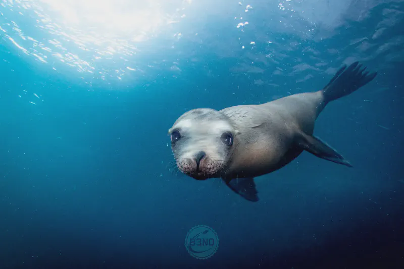 Sea lion in la paz