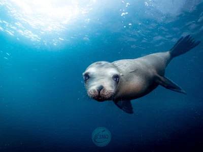 Sea lion