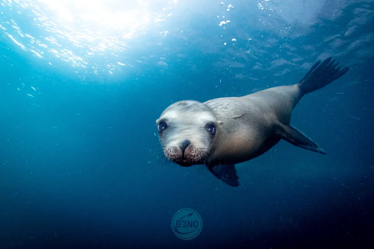 Sea lion in la paz
