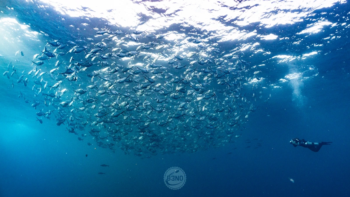 Énorme banc de carangues et plongeur — Socorro, Underwater