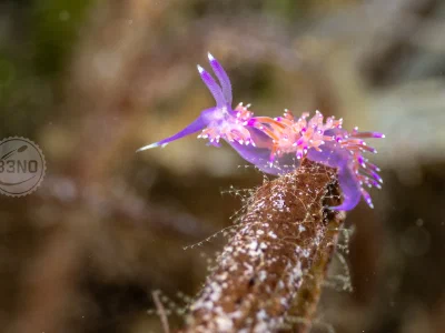 Mediterranean violet aeolid