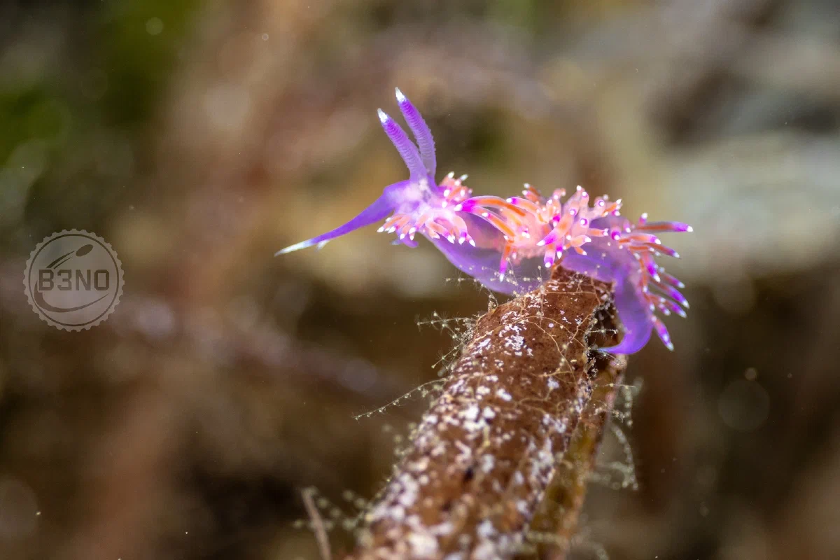 Flabellina