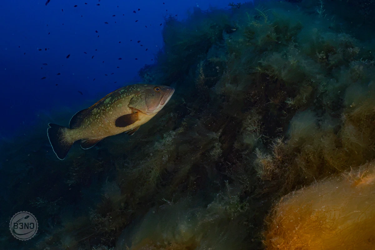 Oh, un mérou ! — Ustica 2026, Underwater