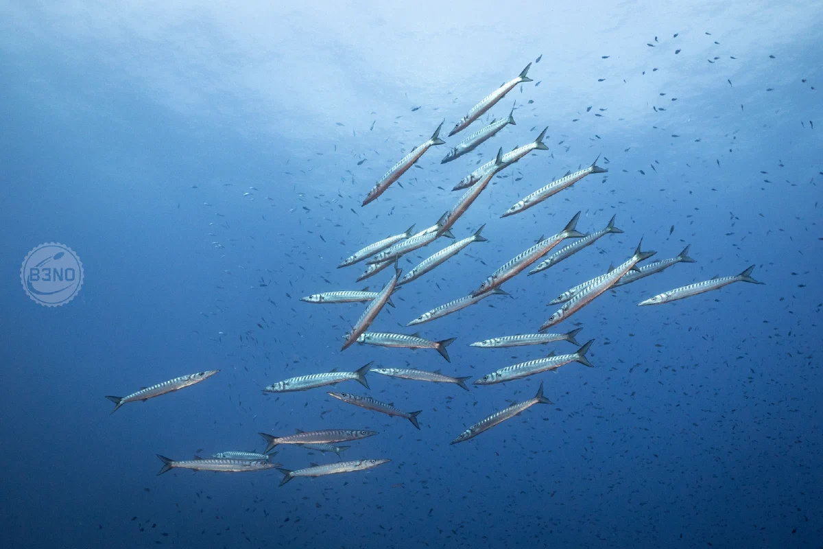 Barracudas