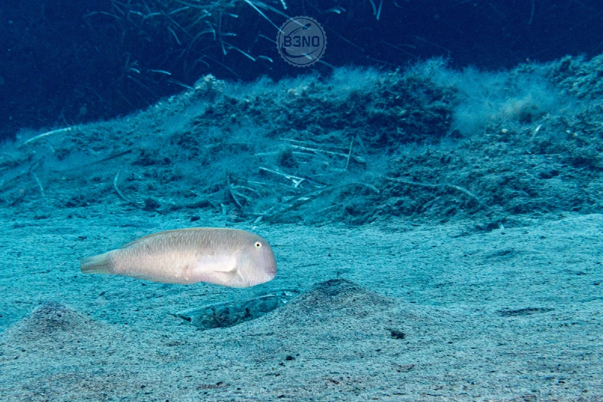 Rason — Ustica 2026, Underwater