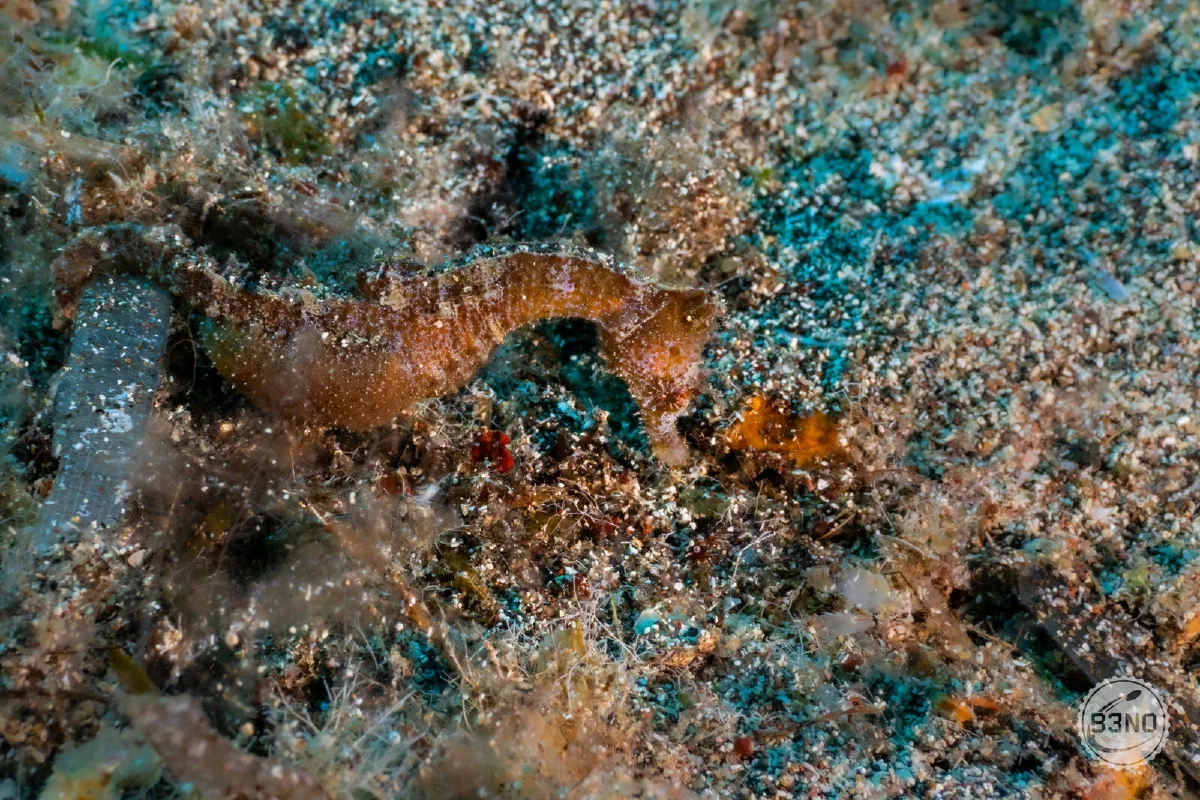 Sea Horse