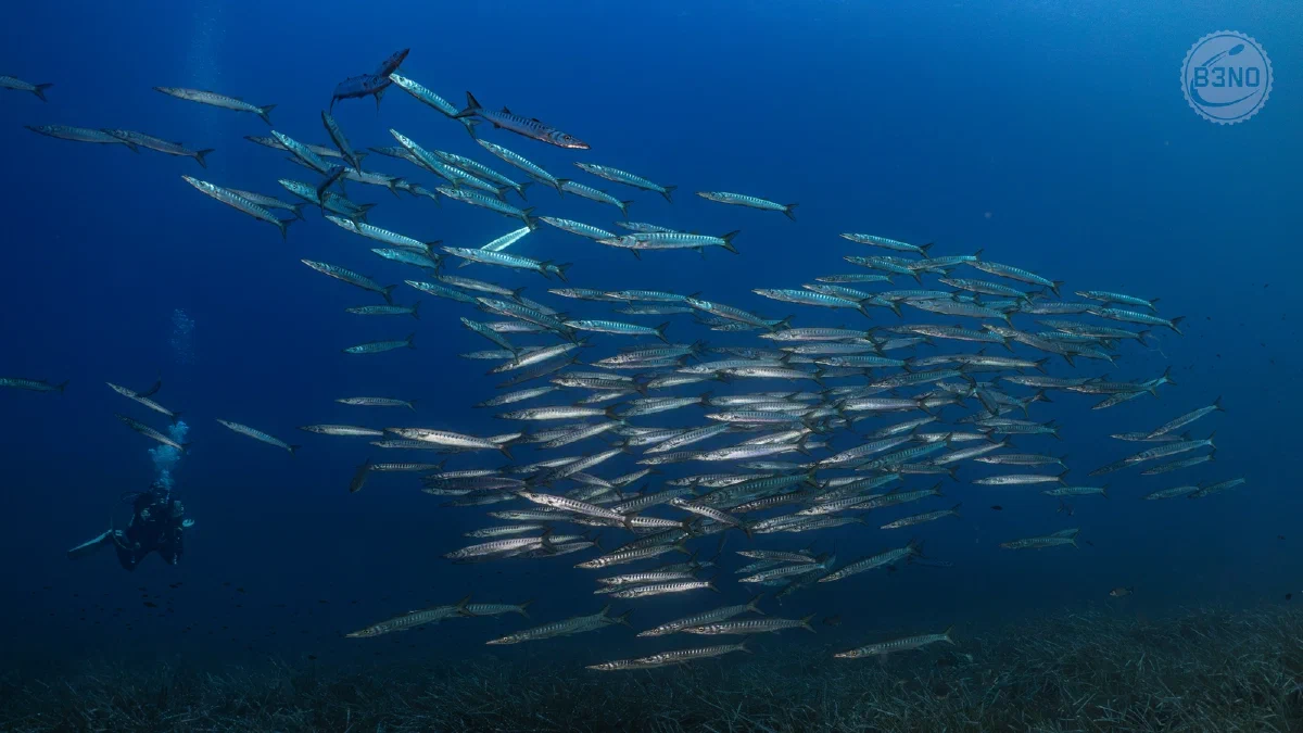 Banc de barracudas
