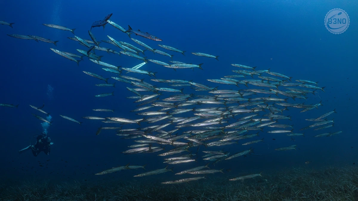 Banc de barracudas — Ustica 2026, Underwater