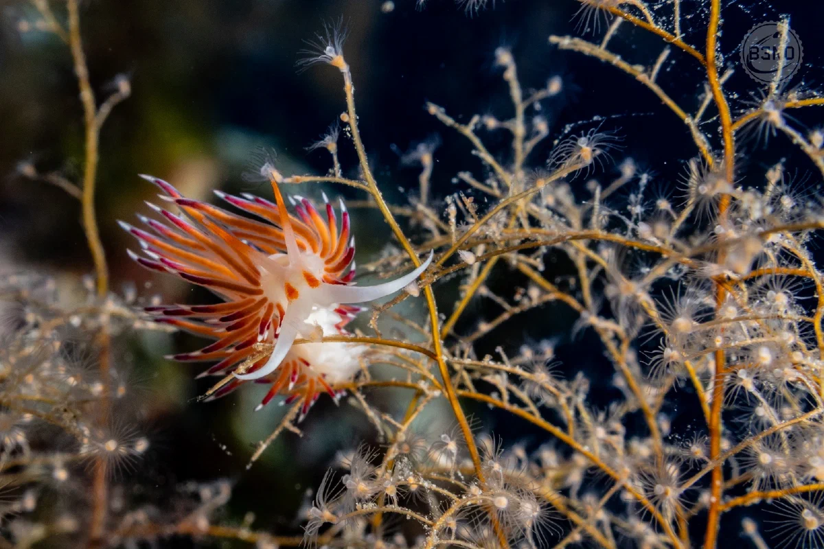 Cratena peregrina