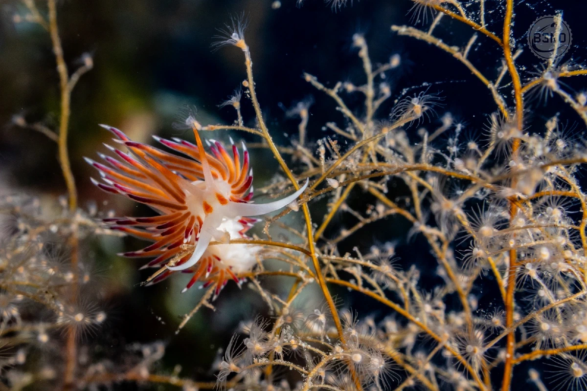 Cratena peregrina — Ustica 2026, Underwater