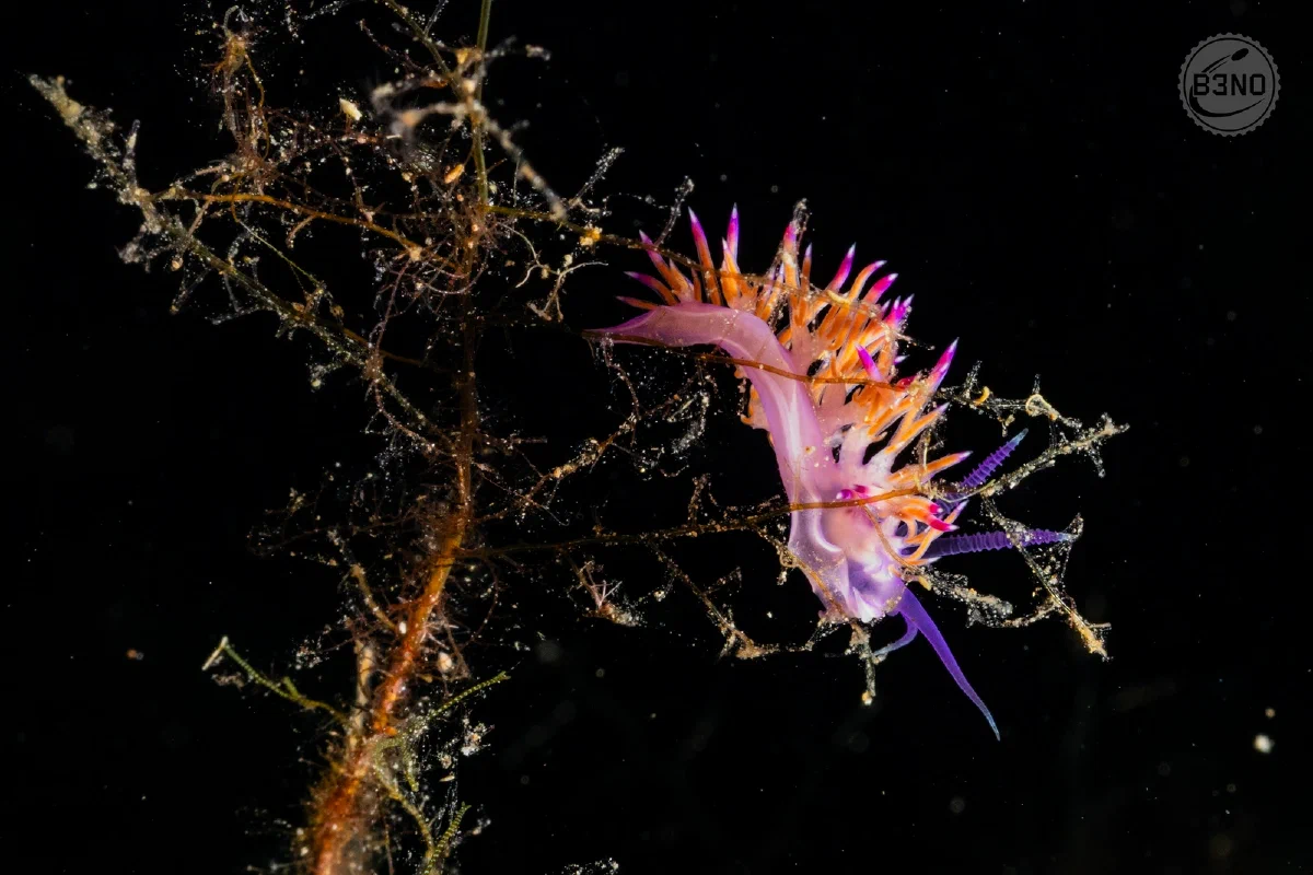 Flabellina