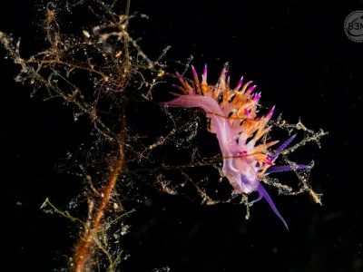 Mediterranean violet aeolid