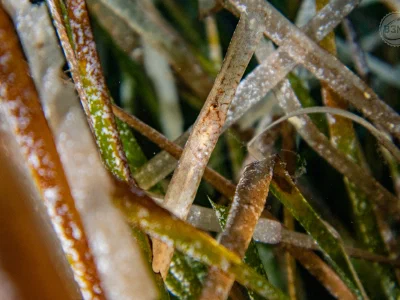 Broadnosed pipefish
