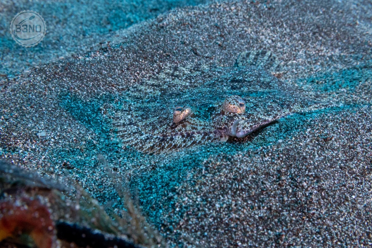 Sole sur le sable — Ustica 2026, Underwater