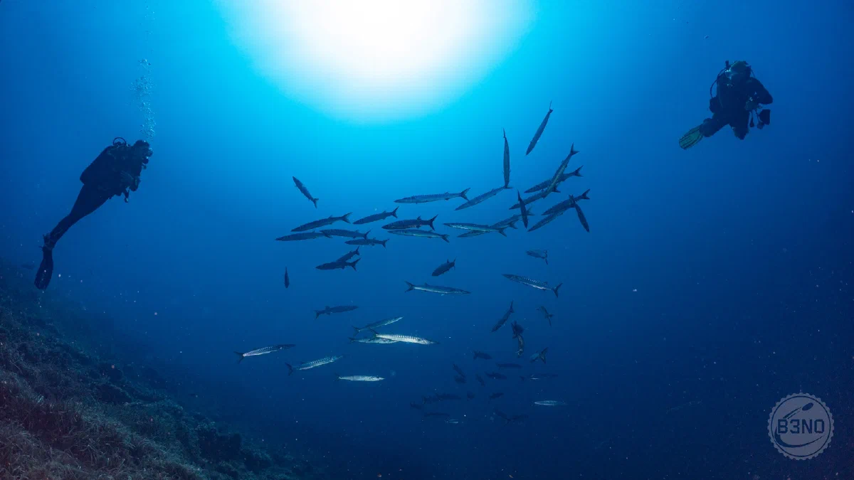 Barracudas et Barb et Duf