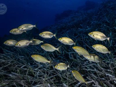 Salema