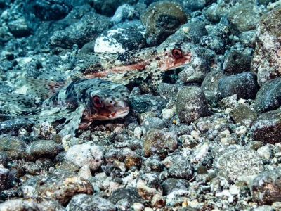 Flying gurnard