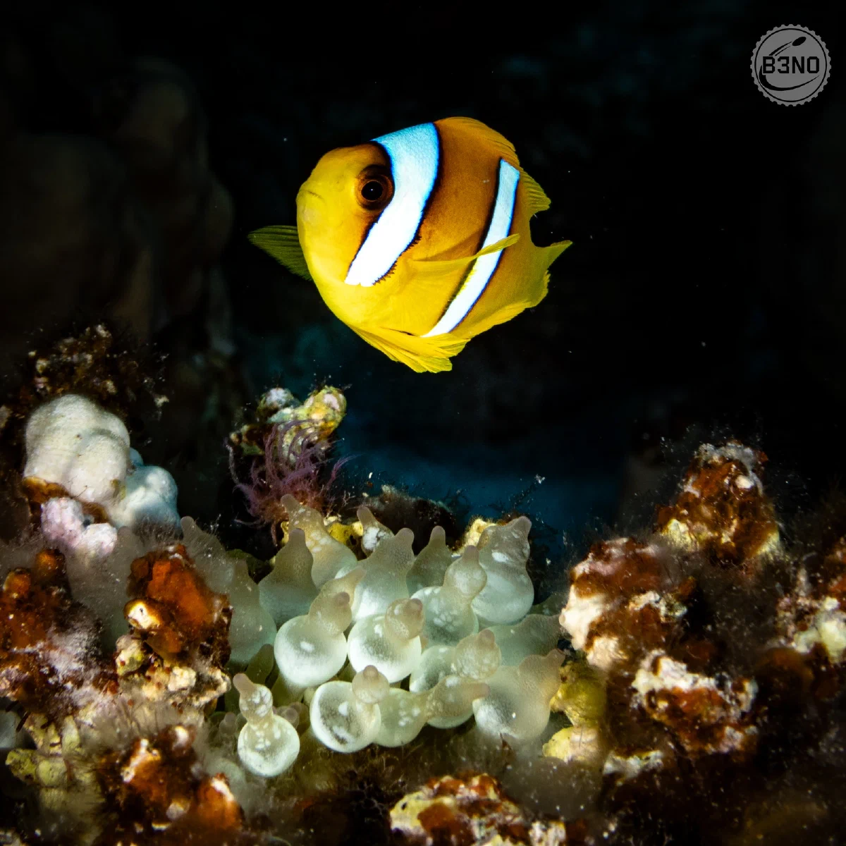 Poisson-clown jaune et blanc