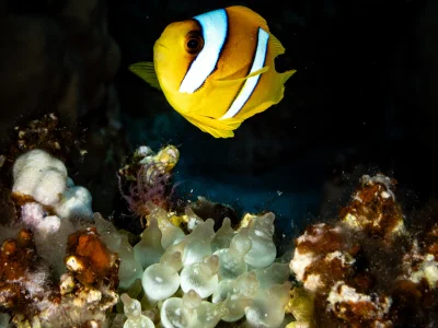 Wadi Lahami — mars 2025