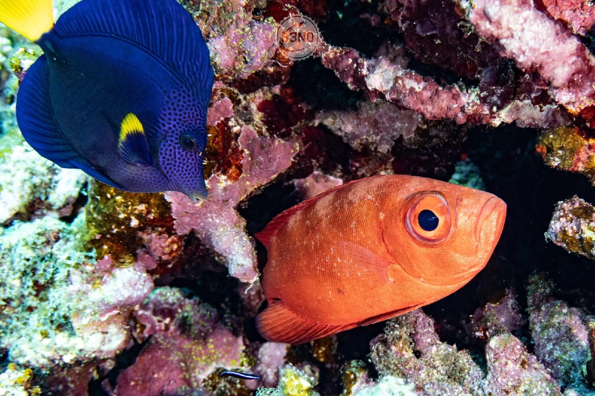 Bigeye emperor rouge et poisson-ange à barre jaune — Wadi Lahami, Underwater