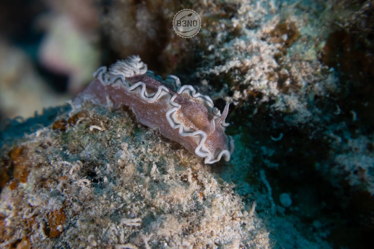 Glossodoris hikuerensis — Wadi Lahami, Underwater