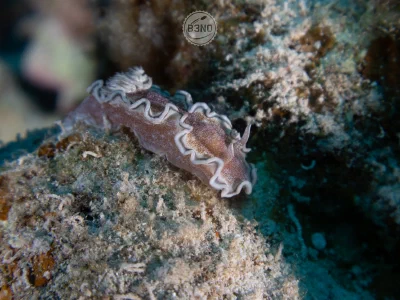 Hikueru glossodoris