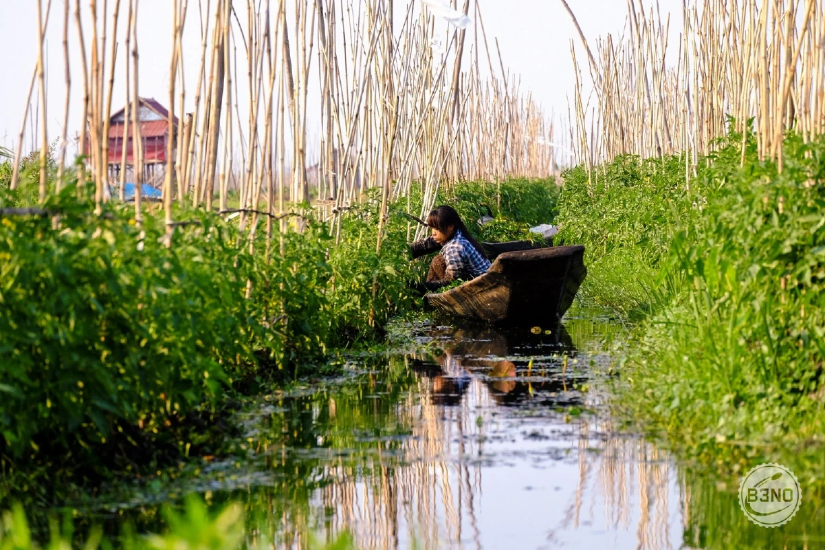 Barque dans les jardins flottants, lac Inle — Lac Inle, Voyages