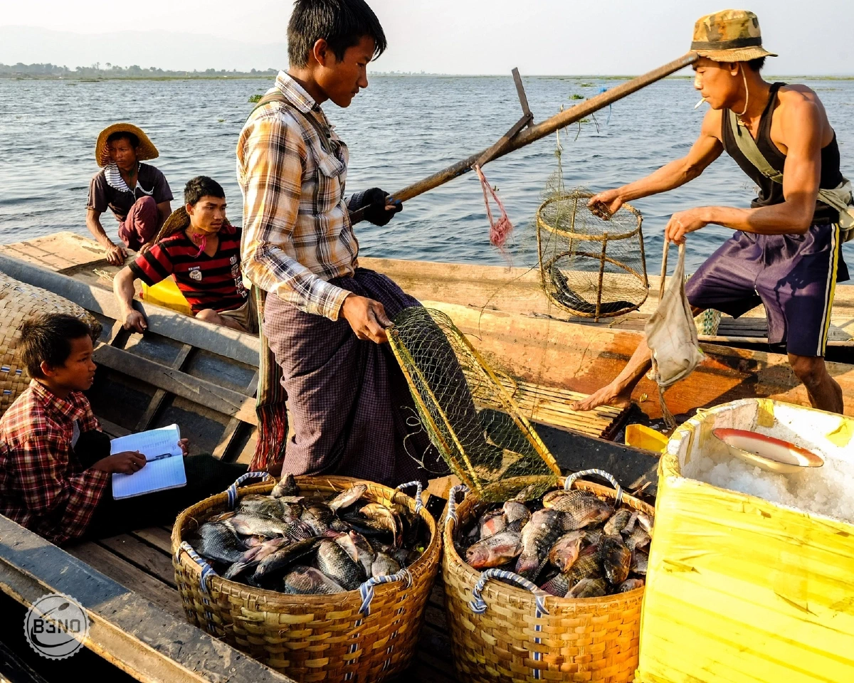 Tri de la pêche dans les paniers, lac Inle — Lac Inle, Voyages